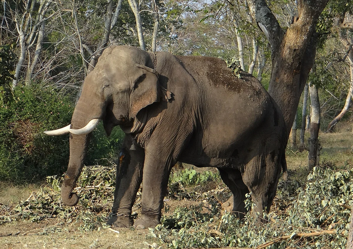 காட்டுயிர் வளம்/ ஆசிய யானை