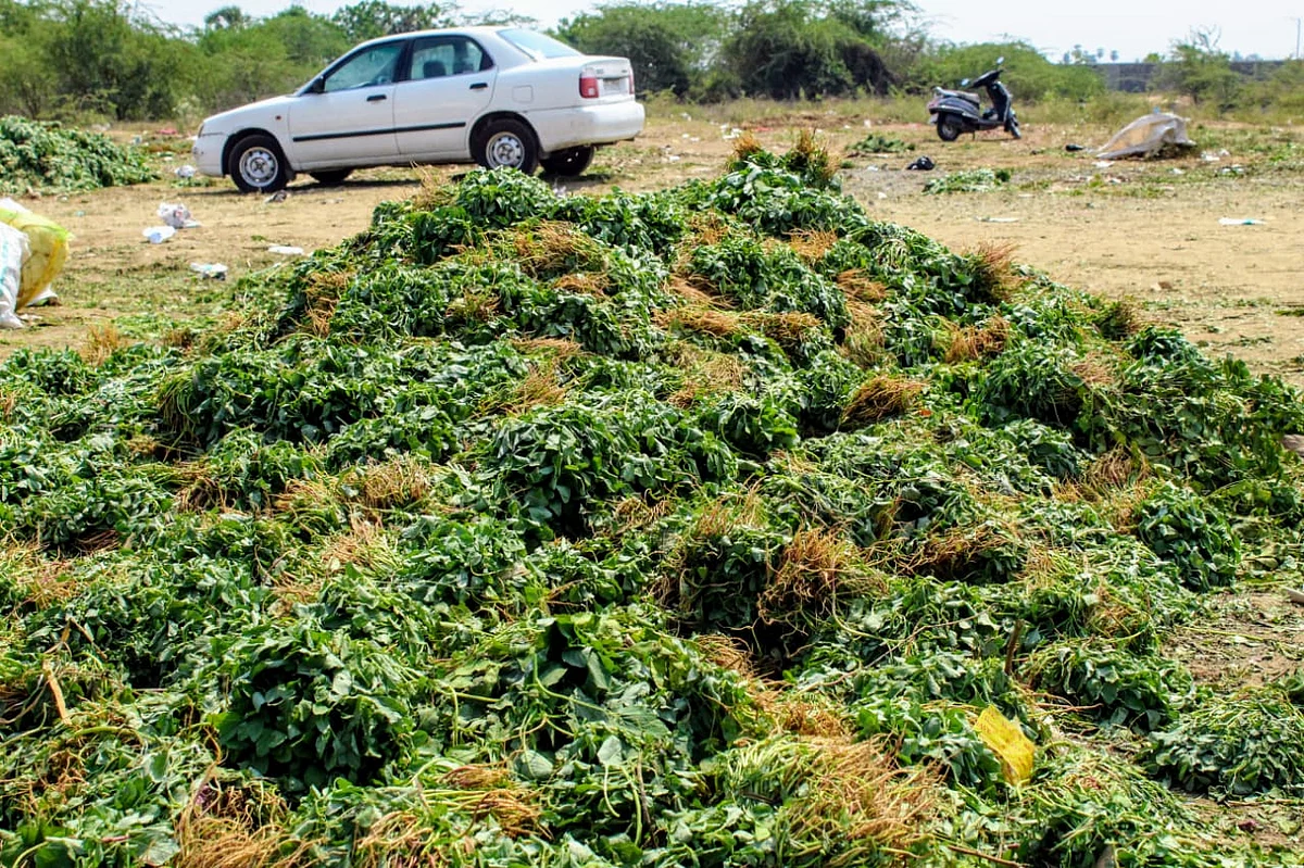 திருழிசையில் கீழே கொட்டப்படும் கீரைகள்