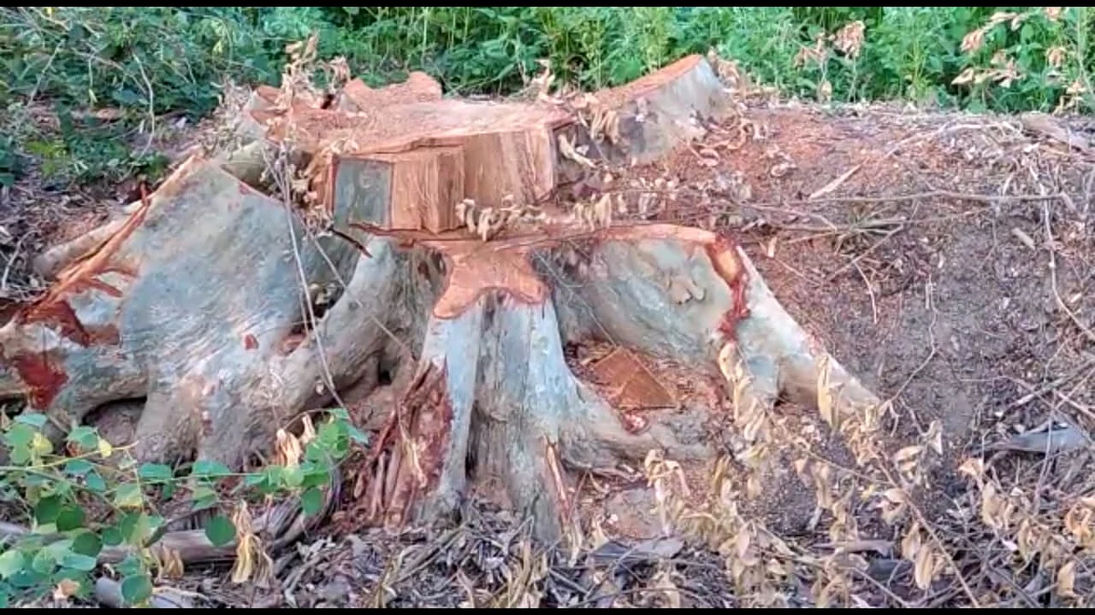 வெட்டப்பட்ட மரம்