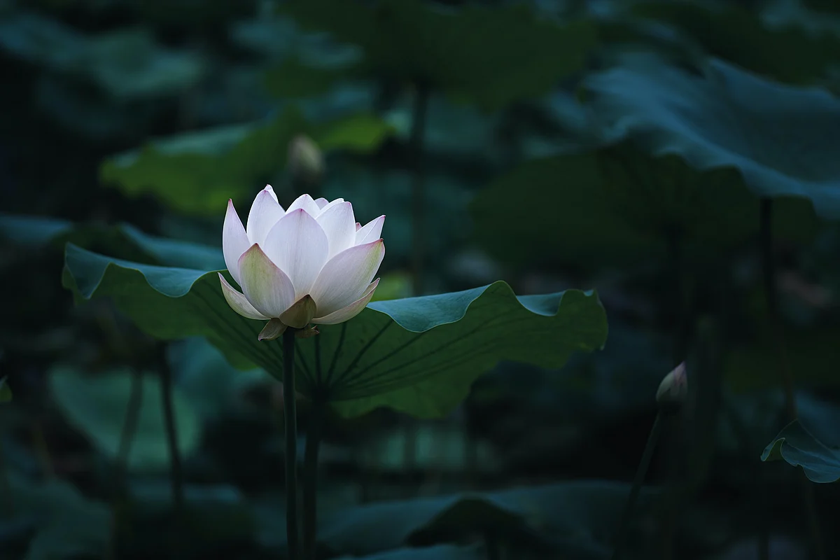 Representational Image