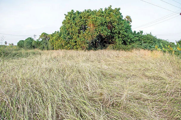 கருத்தகார் நெல் வயல்