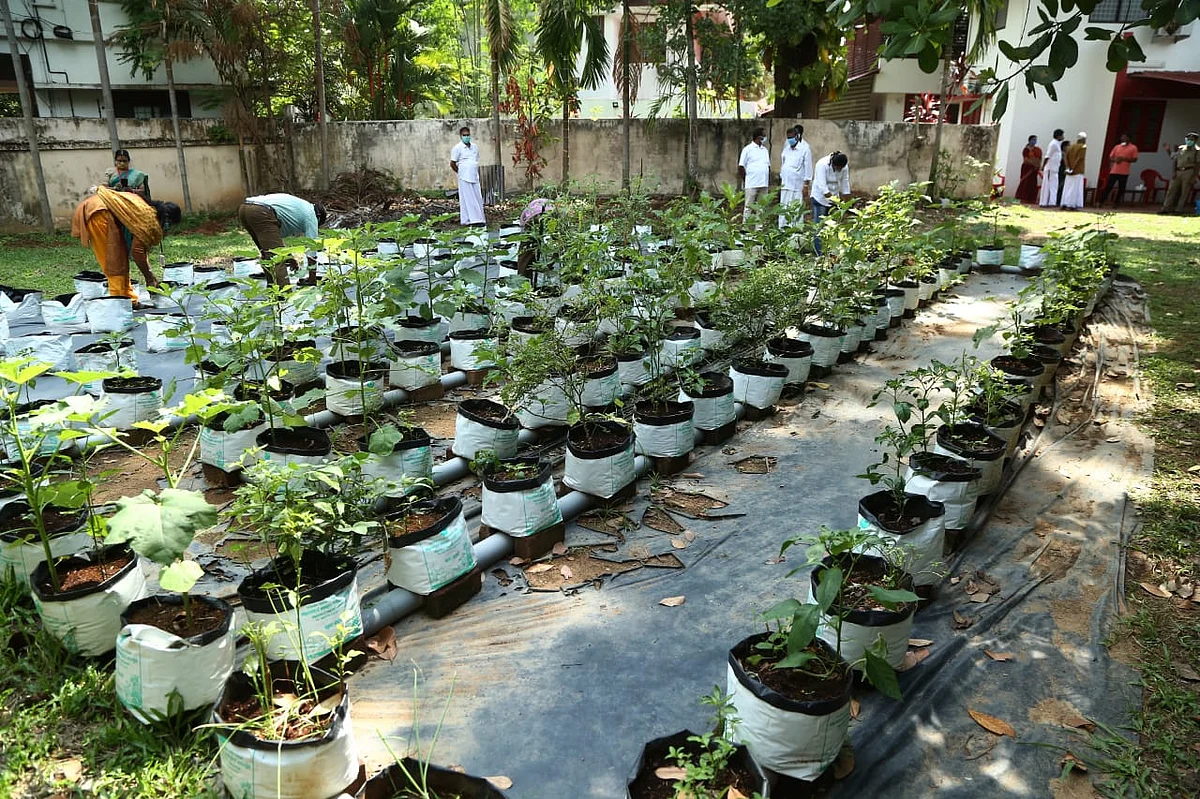 வீட்டுத்தோட்டம்