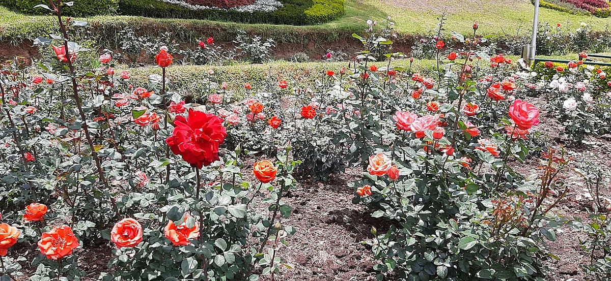 ooty rose park