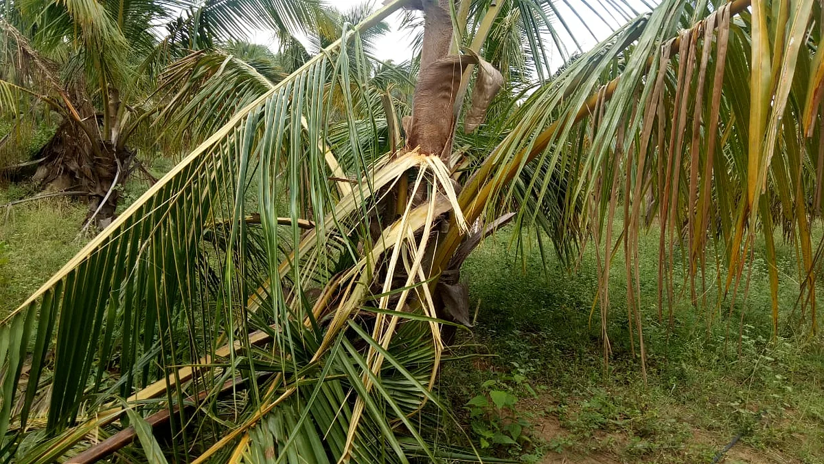 ஒற்றை காட்டுயானையால் உடைக்கப்பட்ட தென்னை