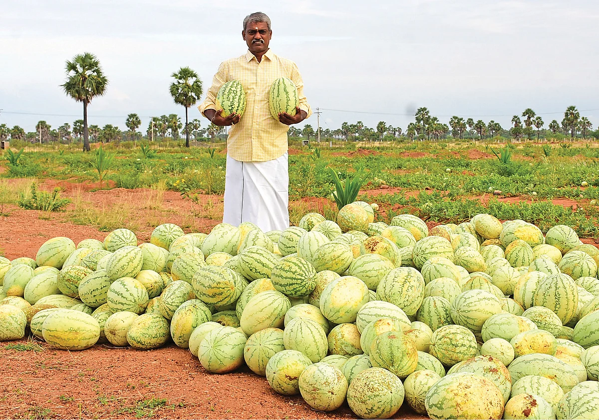 அறுவடை செய்யப்பட்ட தர்பூசணியுடன் செந்தில்குமார்
