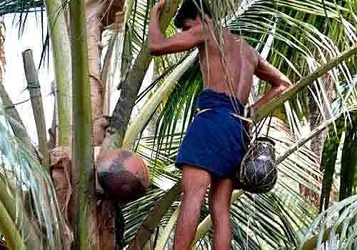 தென்னை மரத்தில் இருந்து எடுக்கப்படும் கள்