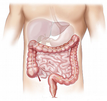 human body