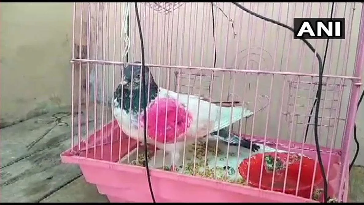 எல்லையில் பிடிபட்ட புறா