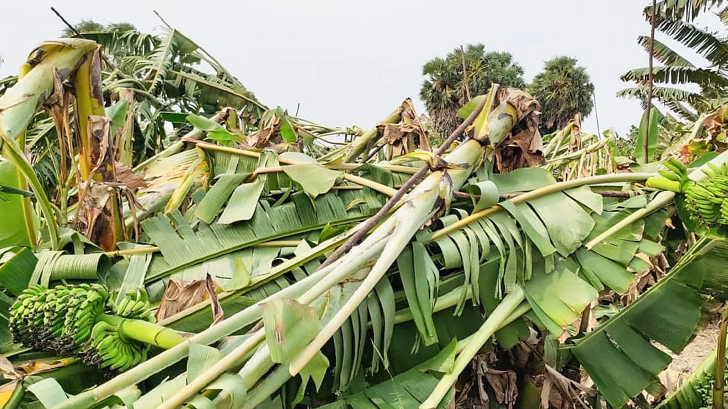 சூறைக்காற்றில் சரிந்த வாழைகள்