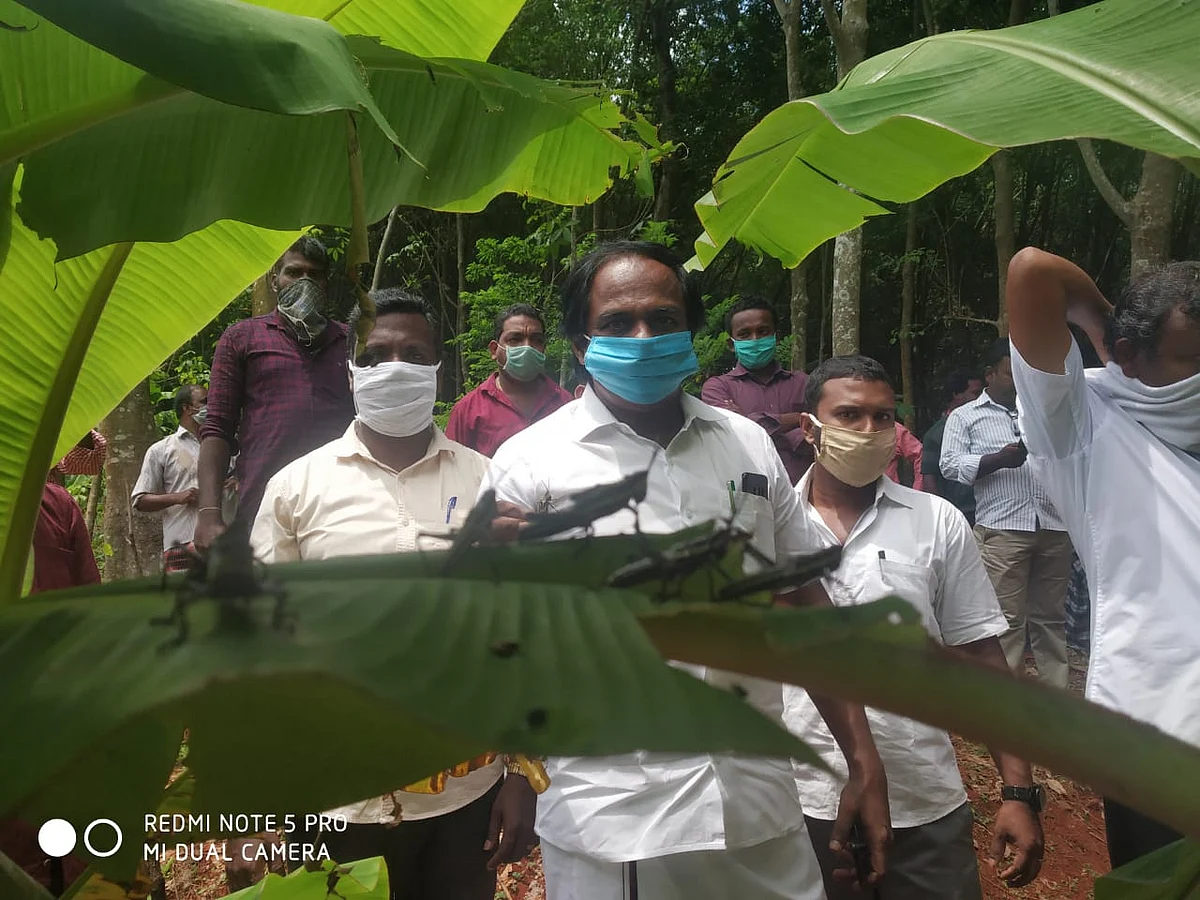 வெட்டுகிளிகள்