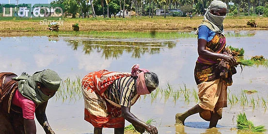 ஊரடங்கு காலத்திலும் உணவு உற்பத்தி!