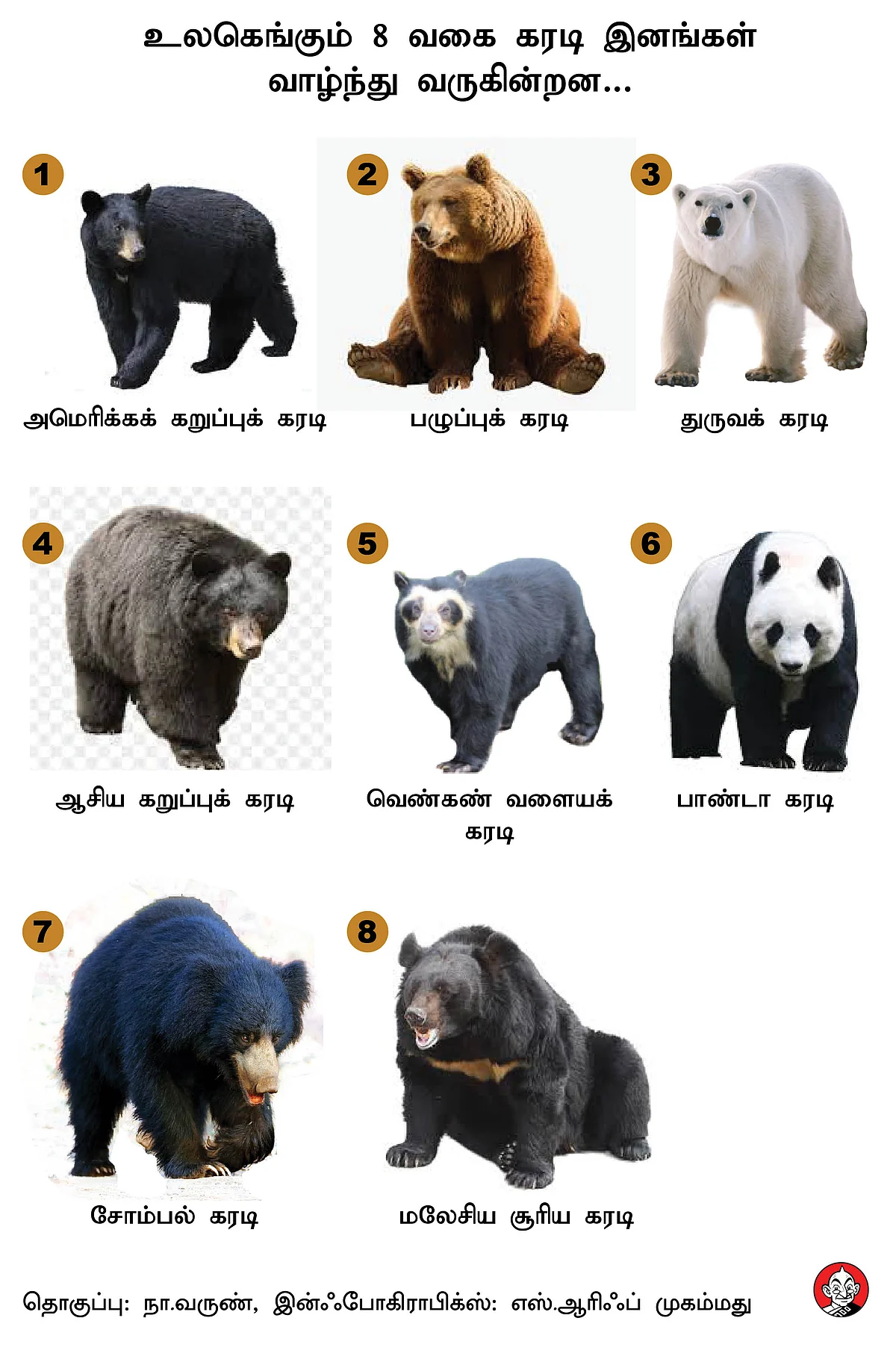 Types Of Bear
