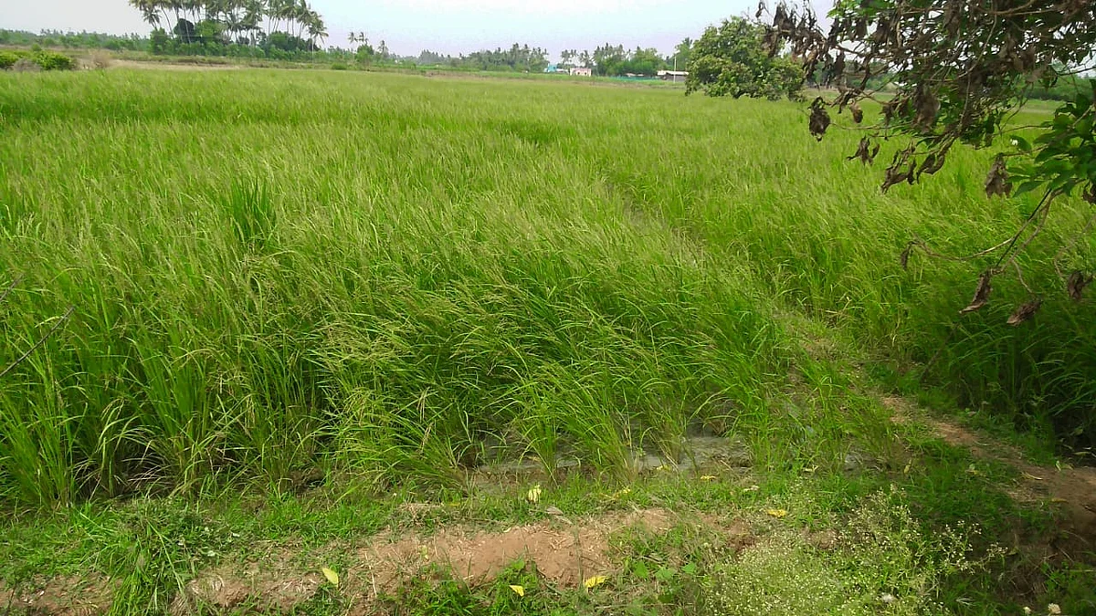 அன்னலட்சுமி வயலில் பூங்கார் நெல் பயிர்