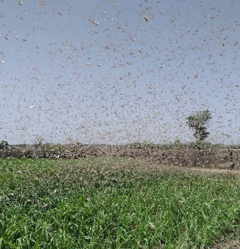 வெட்டுக்கிளிகள்