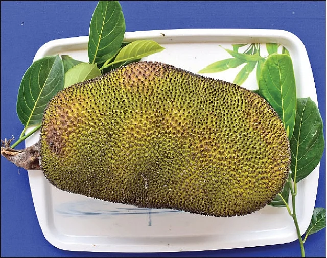 Jack Fruit