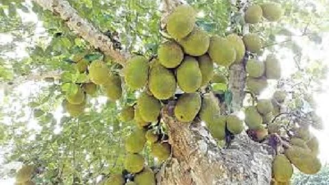 jackfruit tree