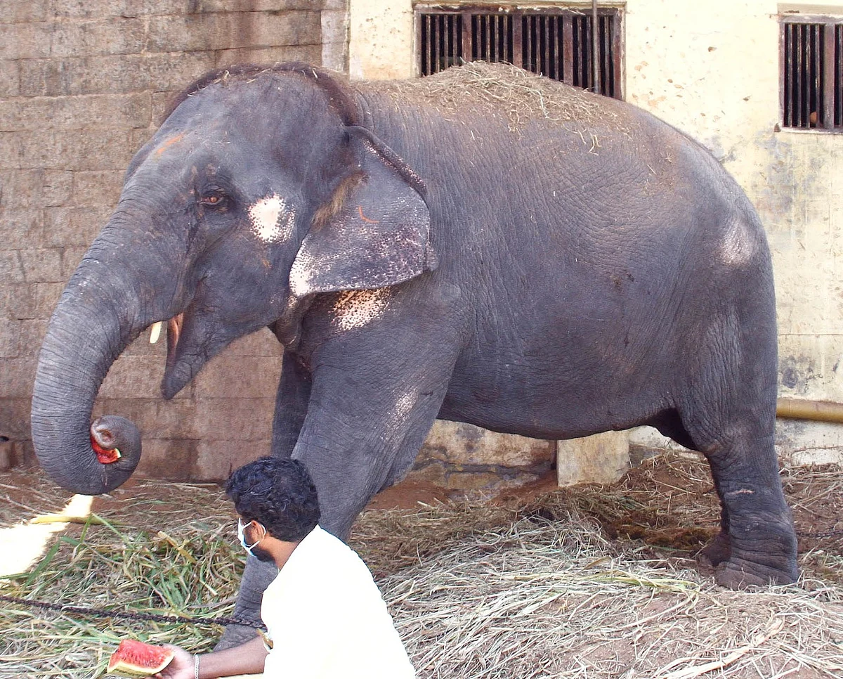 யானை தெய்வானை