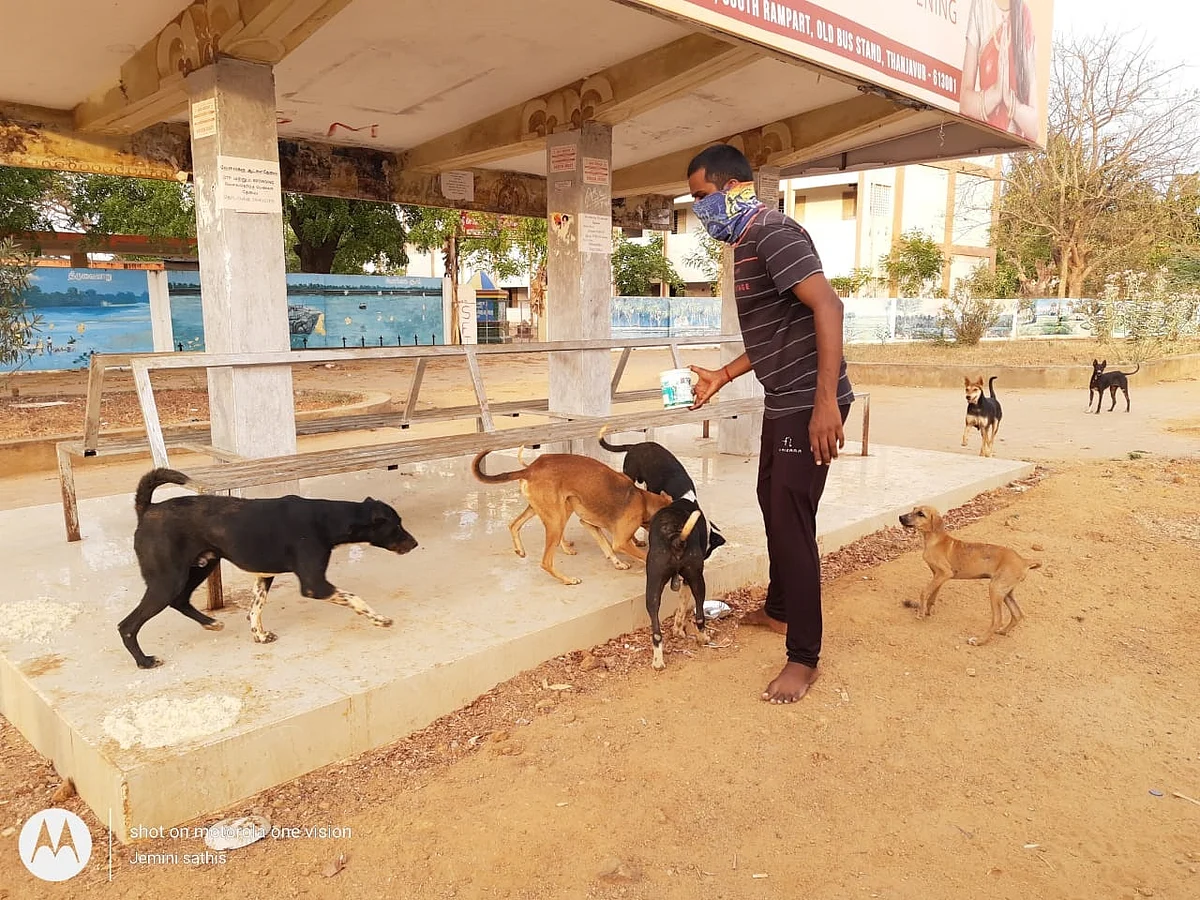 `தினமும் 40 கிலோ அரிசி.. தர்பூசணி பழங்கள்!’ -தஞ்சையில் நாய், குரங்கிற்கு உணவளிக்கும் தன்னார்வலர்கள்