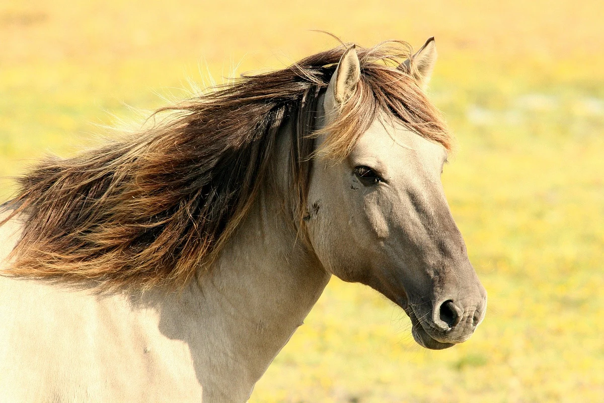 Representational Image