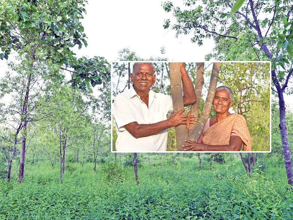 ``உடனடியாக வருமானம் கிடைக்காதுதான், ஆனா..." - சந்தன மரச் சாகுபடி அனுபவம்