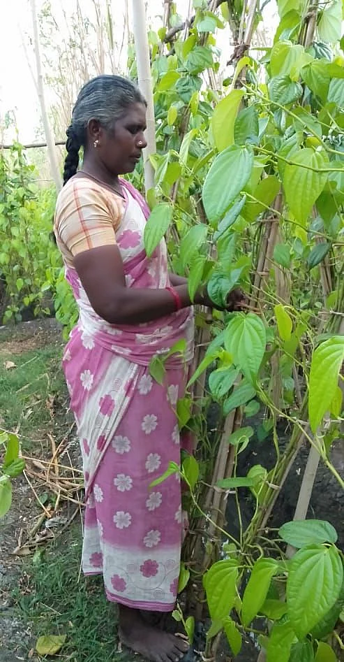 வெற்றிலை தோட்டத்தில் ராஜலட்சுமி