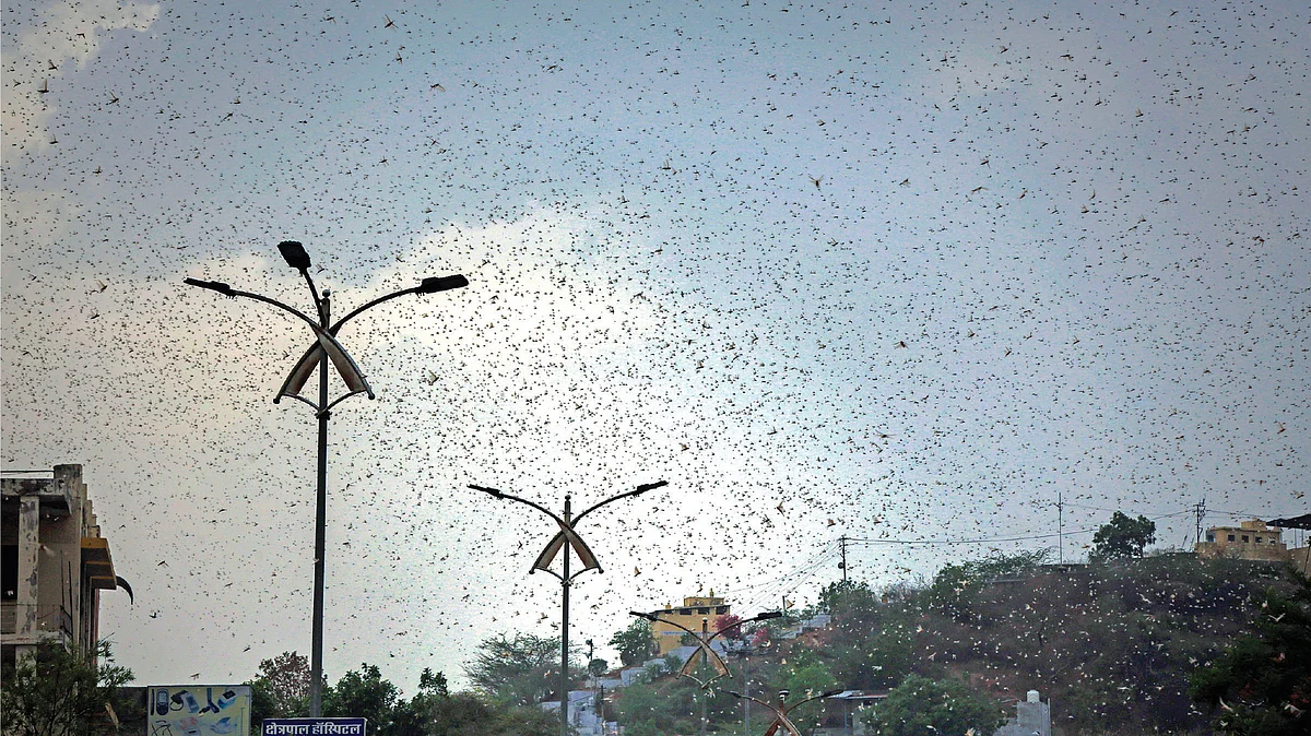 Locust attack in agriculture land