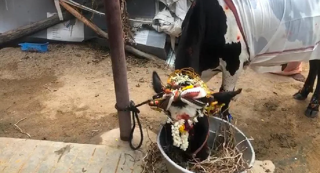 பசு