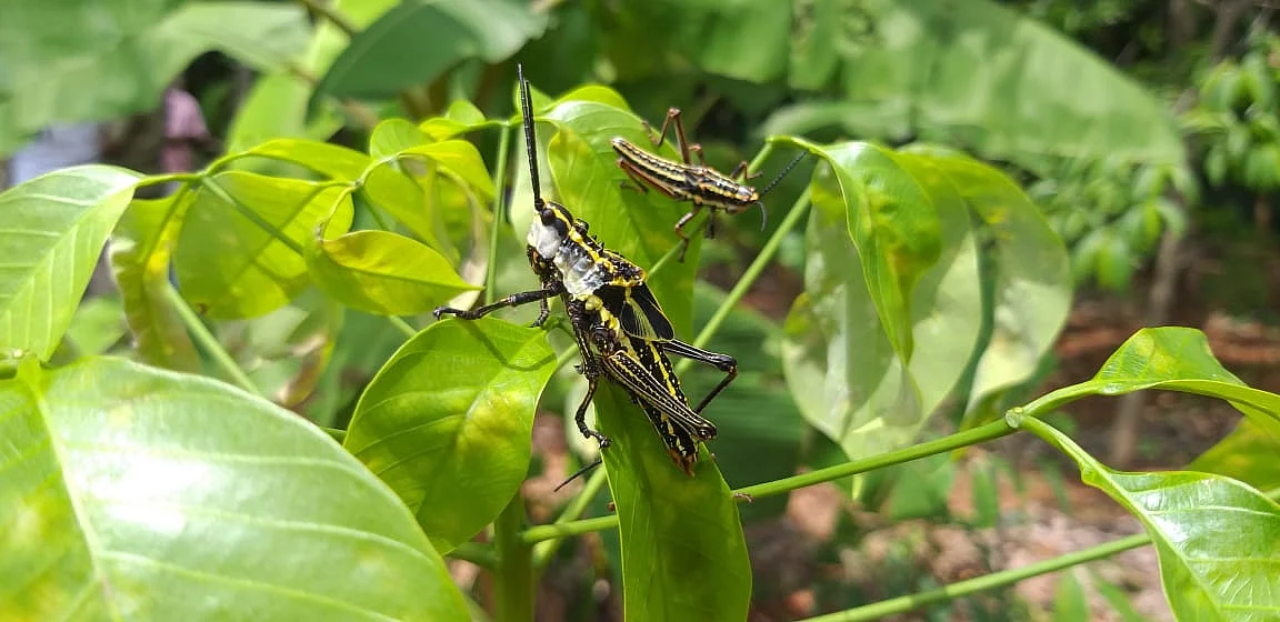வெட்டுகிளிகள்