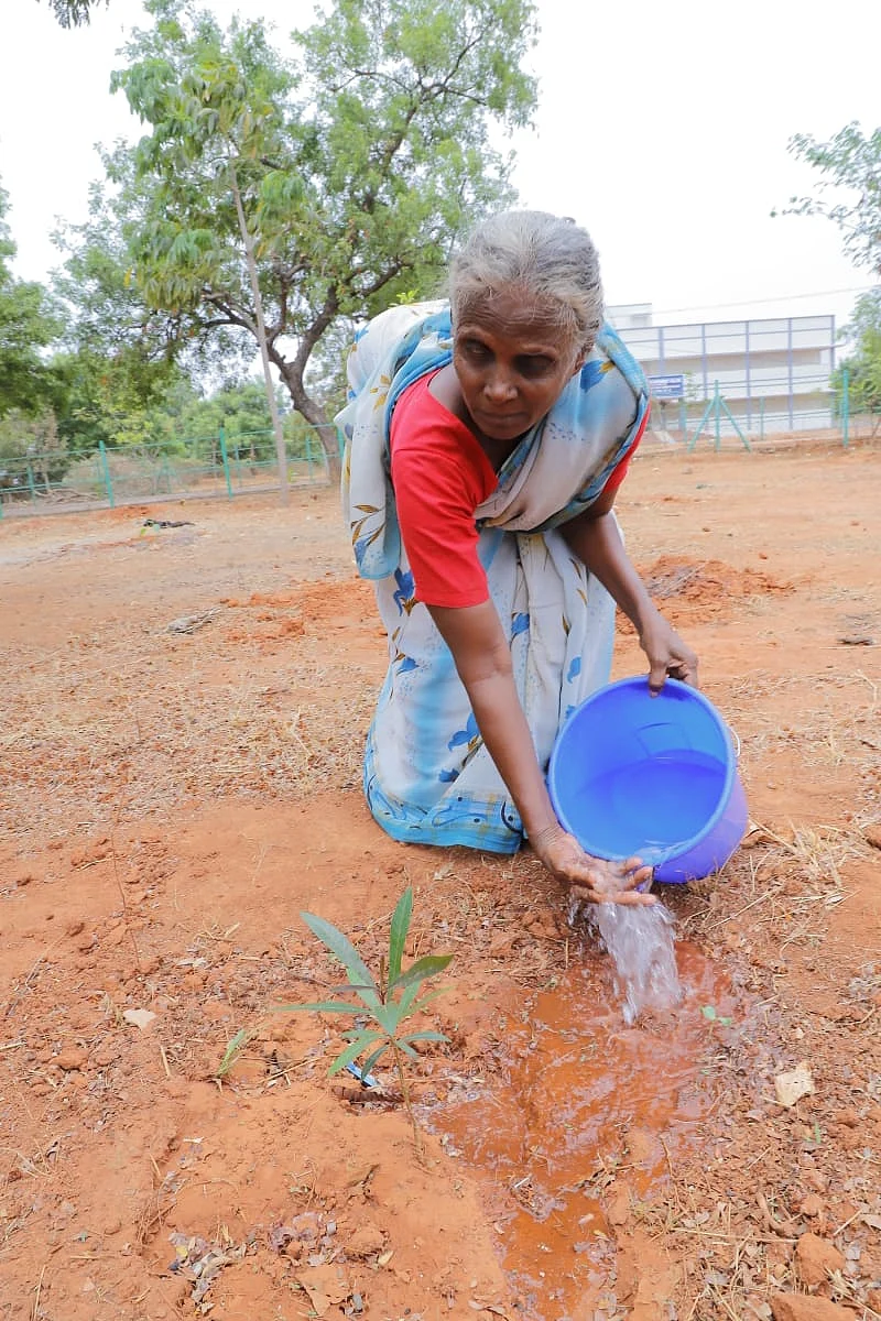 மரக்கன்று