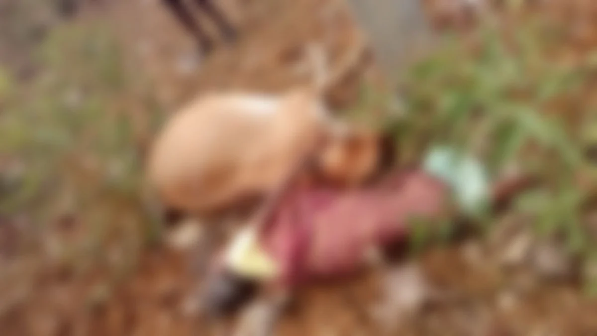 சரோஜா மற்றும் பசு
