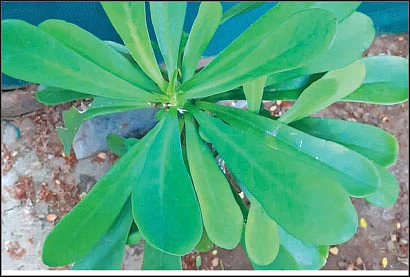 மான்செவிக் கள்ளி