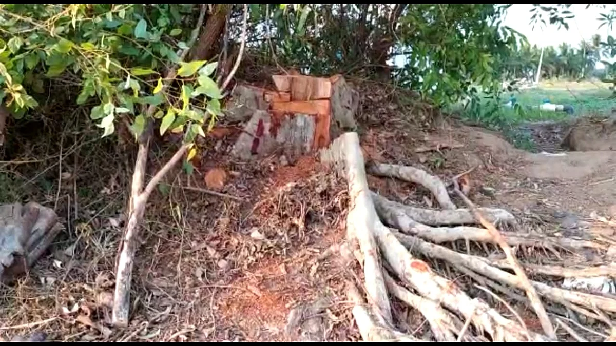 மருத மரம்