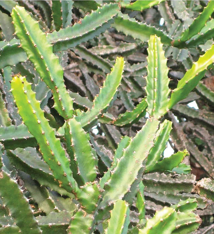 சதுரக்கள்ளி