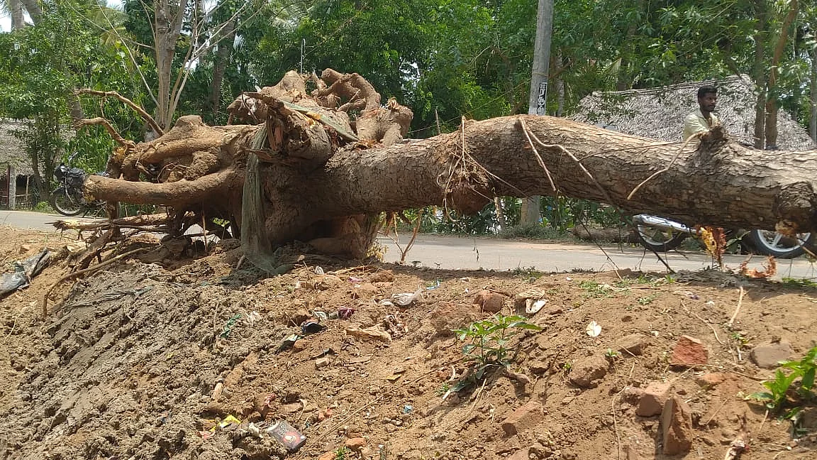 வேரோடு அழிக்கப்பட்ட மரம்