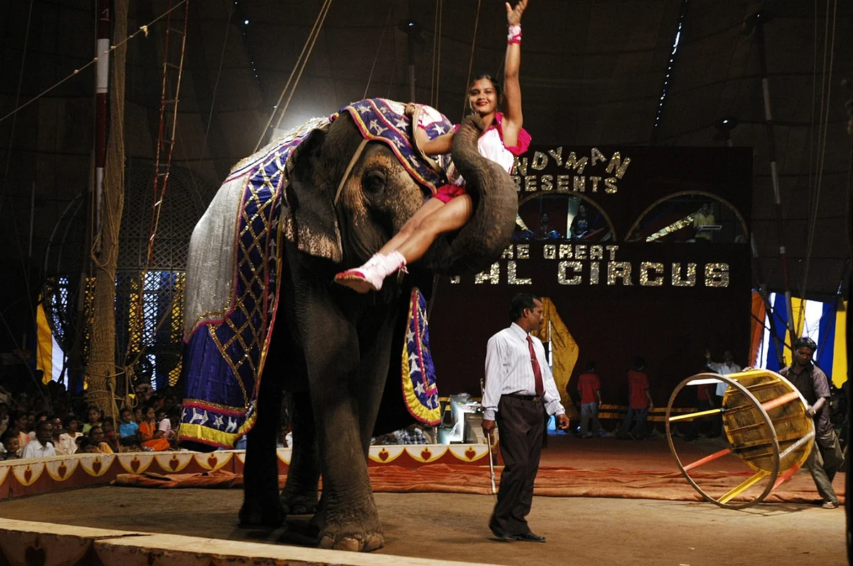 சர்க்கஸ் நிகழ்ச்சி