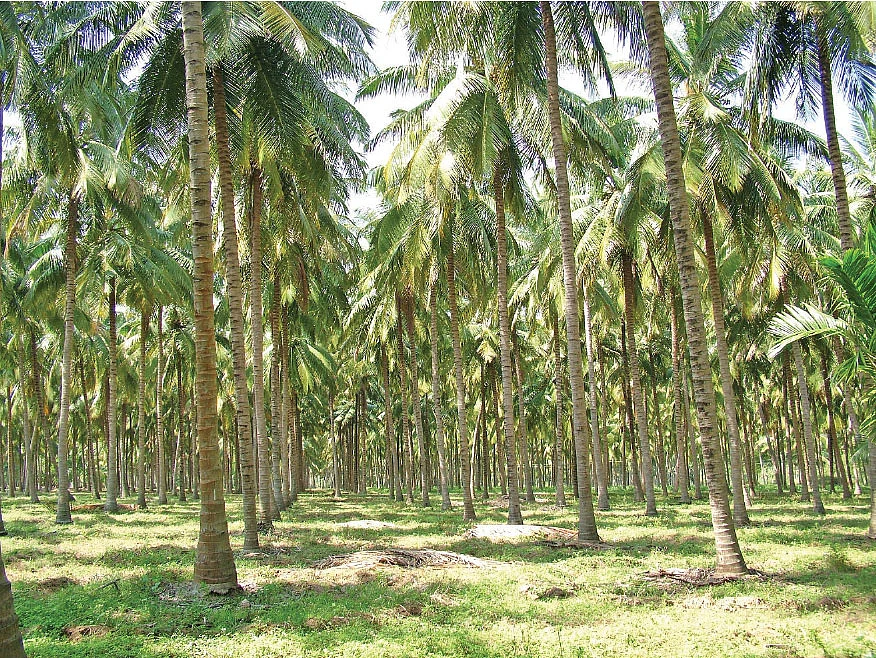 தென்னை