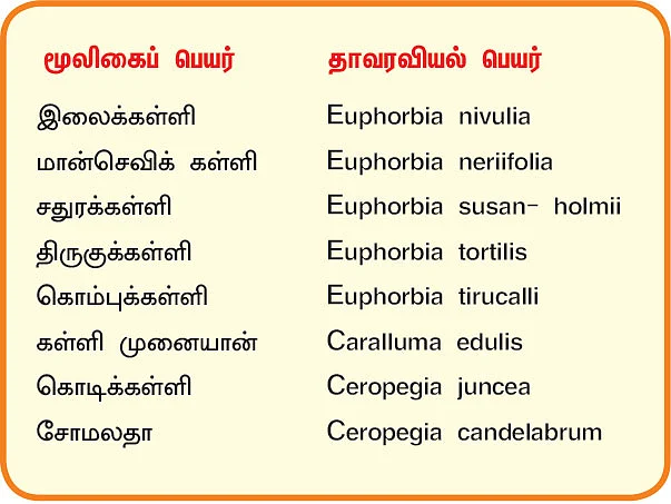 நல்மருந்து 2.0 - ஆஸ்துமாவை குணமாக்கும் இலைக்கள்ளி! - இரும்பை இல்லாமல் ஆக்கும் மான்செவிக் கள்ளி!