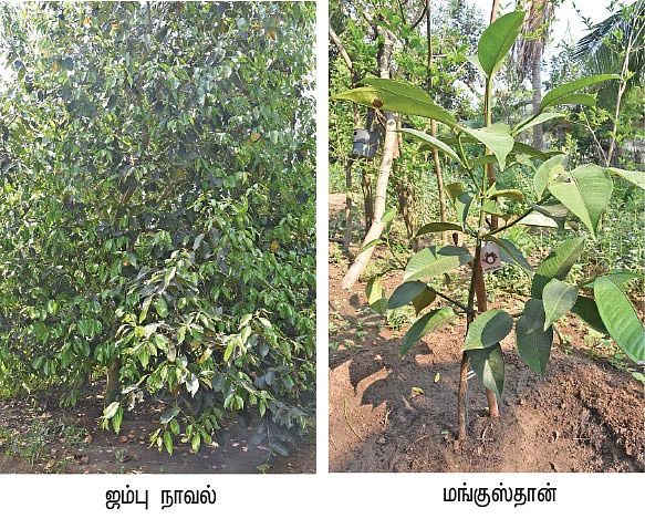 டெல்டாவில் விளையும் மலைப் பயிர்கள்!