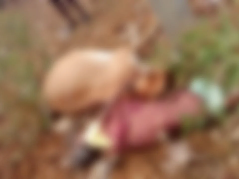 மகளைப் போல் கவனிப்பு! சினையாக இருந்த பசுமாட்டை காப்பாற்றப் போன பெண்ணுக்கு நேர்ந்த சோகம்