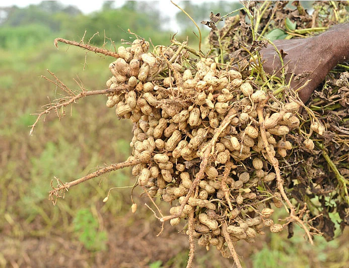 நிலக்கடலை