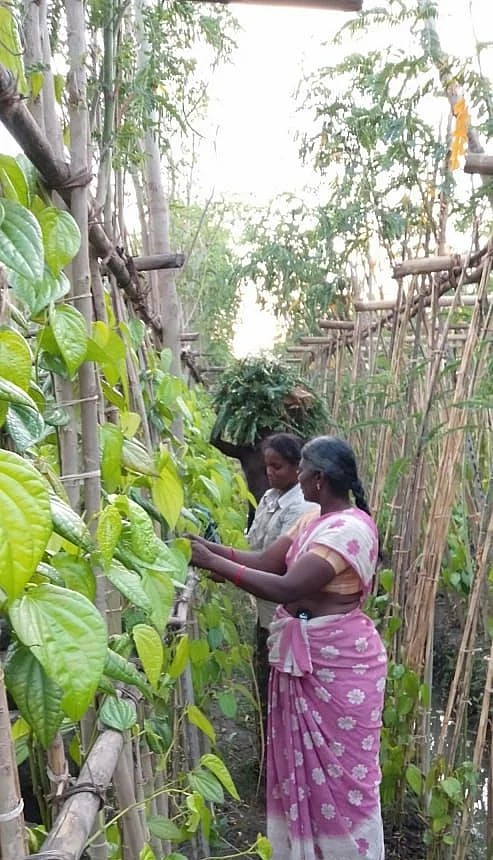 வெற்றிலை தோட்டத்தில் ராஜலட்சுமி