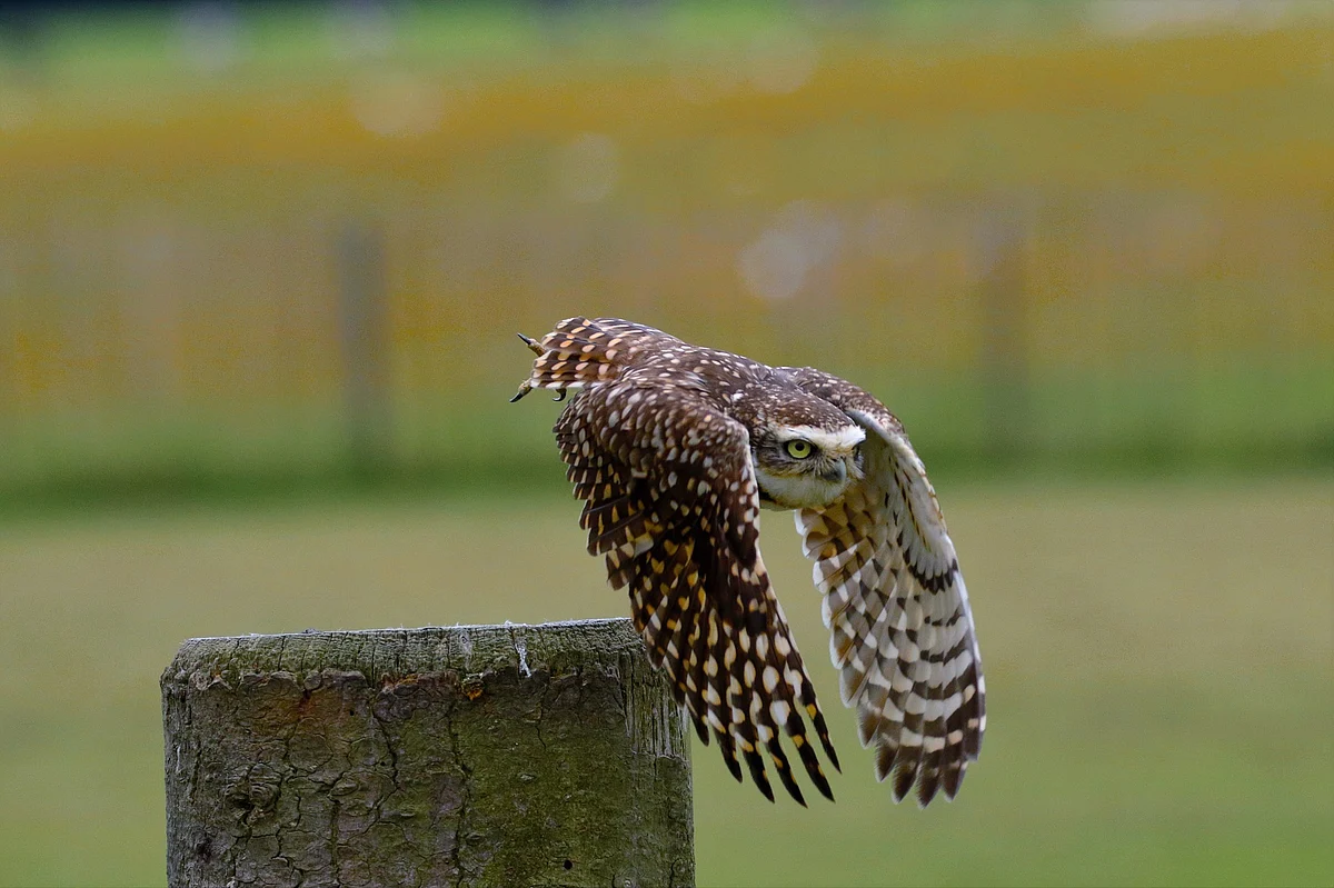 Owl Flight