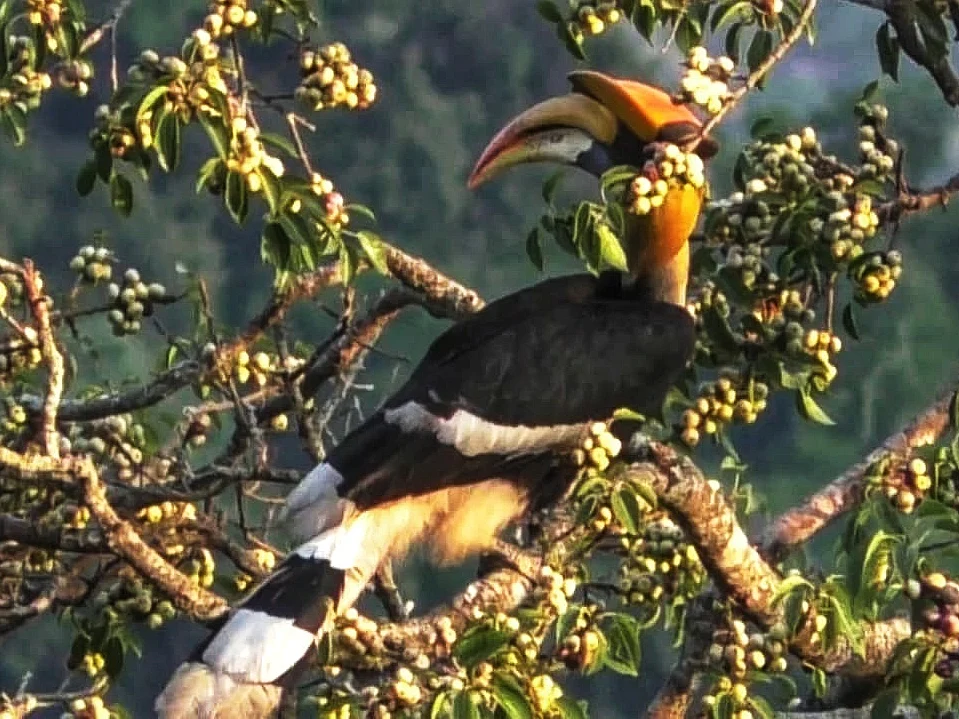 `வருஷம் தவறாமல் வரும் இருவாச்சிகள்; அவற்றுக்காகவே காய்க்கும் மரம்!’ -நெகிழும் காட்டுயிர் ஆர்வலர்