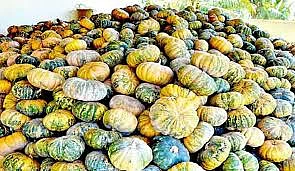 பூசணிக்காய்