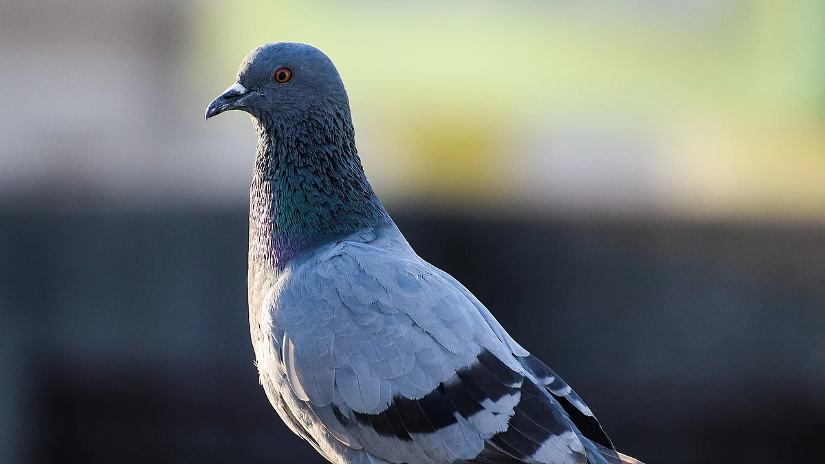 Representational Image