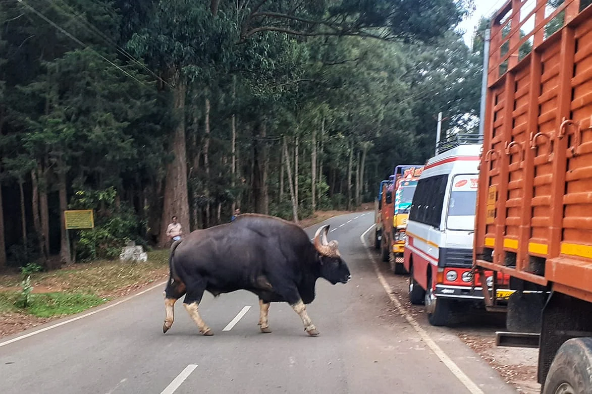 gaur