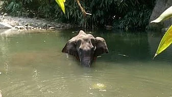 பாதிக்கப்பட்ட யானை