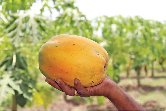 பப்பாளி