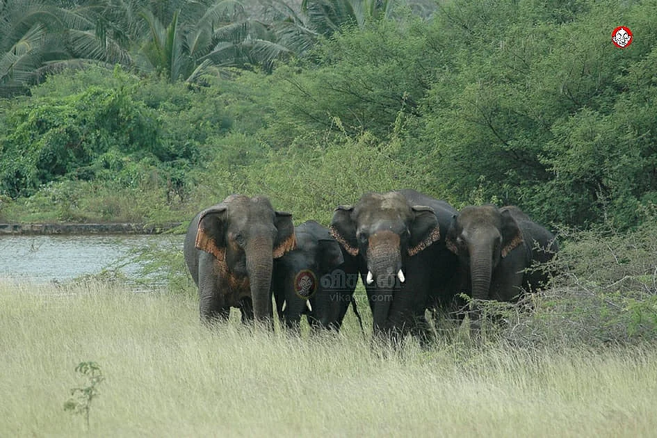 யானைகள்