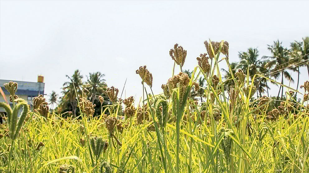 சரித்திர விலாஸ்: இன்றைய மெனு - கேழ்வரகு